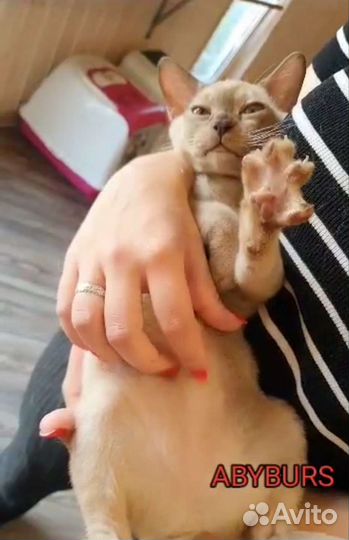 Бурма детки