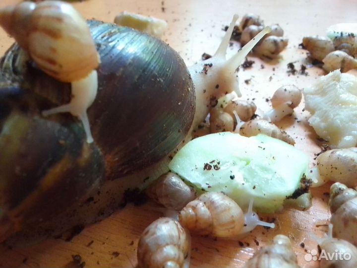 Улитки Ахатины