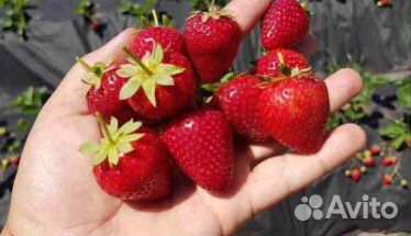 Саженцы клубники Кабрилло