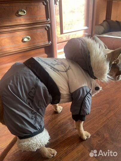Одежда для маленьких собак