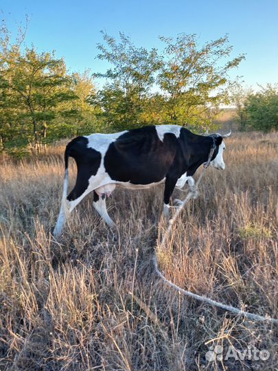 Продается корова