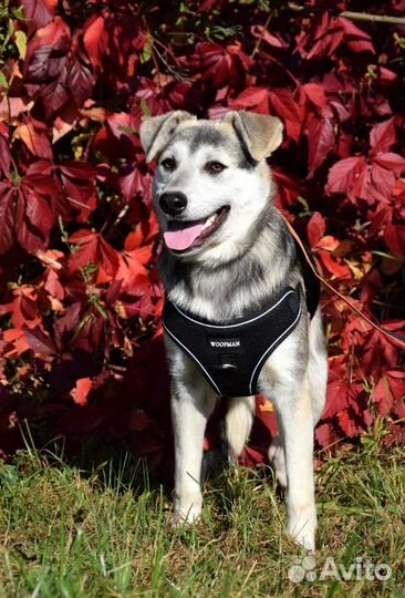 Собака в дар