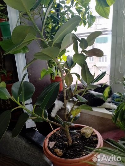 Большие комнатные растения