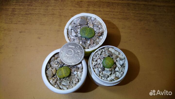 Суккуленты