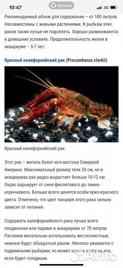 Калифорнийский рак