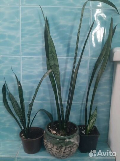 Сансевиерия зейланика