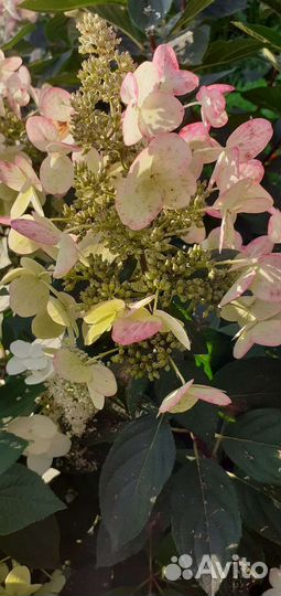 Гортензия метельчатая Юник