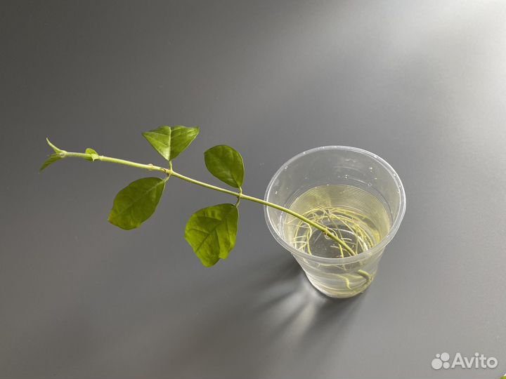 Жасмин самбак комнатный