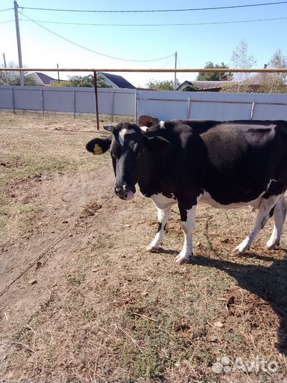 Корова дойная