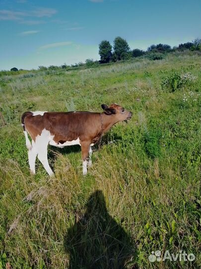 Продам телку 3 месяца