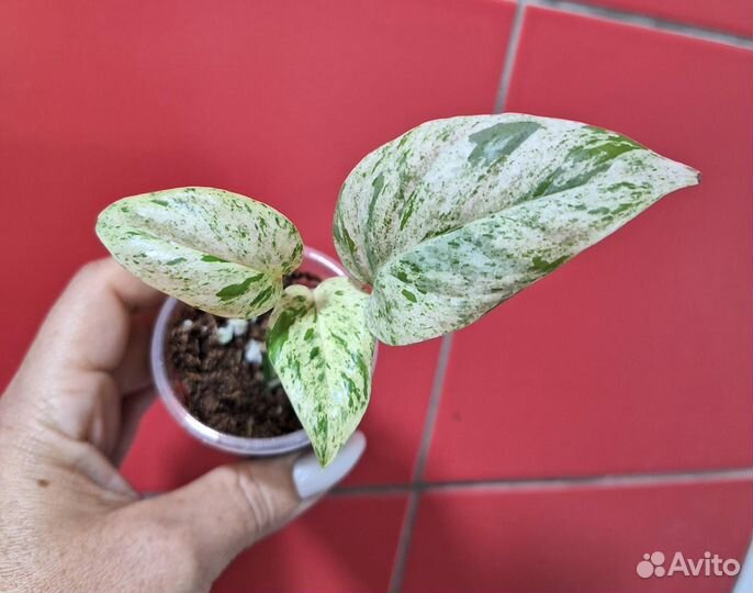 Эпипремнум пинатум вайт марбл вар