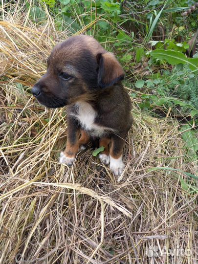 Парень 1 месяц. Будет ниже колена