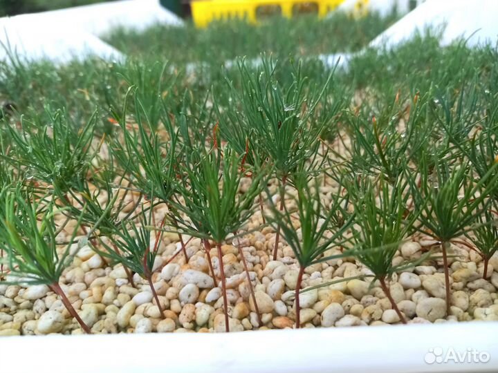 Сосна горная Мугус, Пумилио саженцы/сеянцы