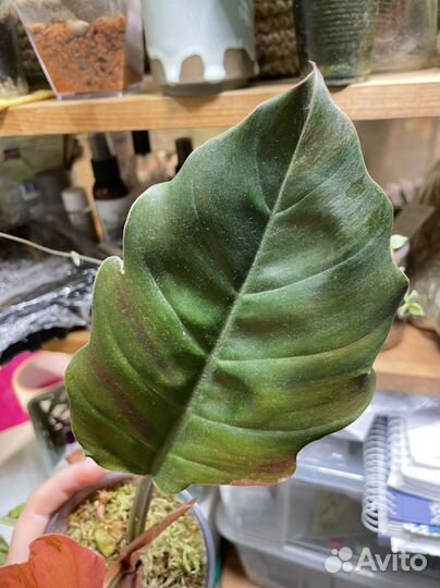 Филодендрон Карамель Марбл