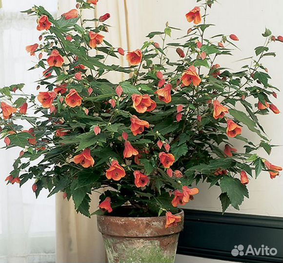 Клен комнатный абутилон (саженцы)