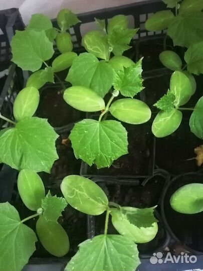 Рассада помидор и огурцов