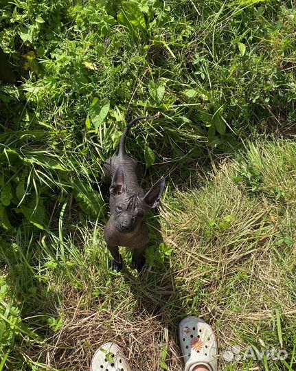 Ксоло щенки