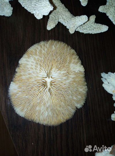 Кораллы Красного моря