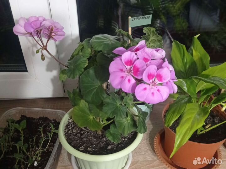 Пеларгония герань