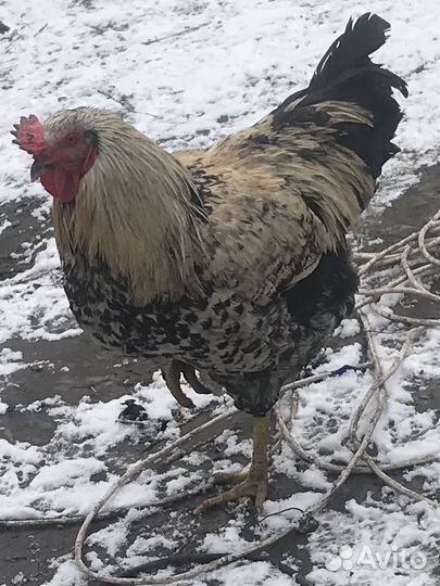 Племенные петухи