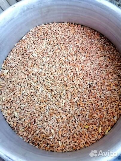 Пшеница, зерно 3 класса