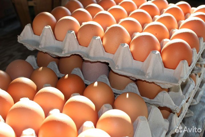 Яйца домашние