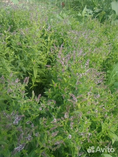 Мята, Мелисса, Любисток