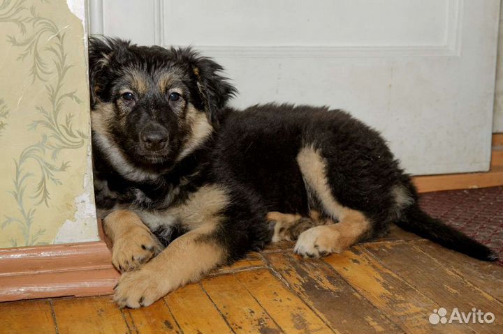 Щенок в добрые руки