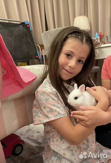 Мини карликовый кролик