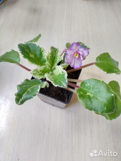 Фиалки сортовые