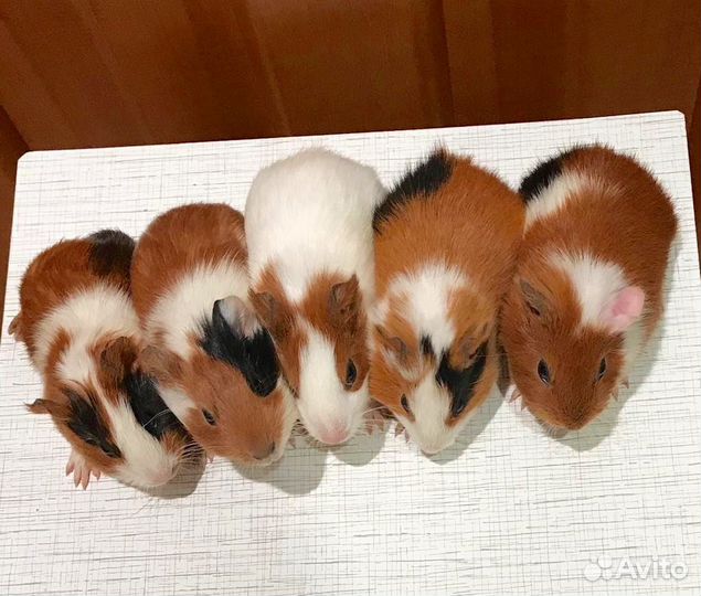 Морские свинки перуанские, гладкие, розетки