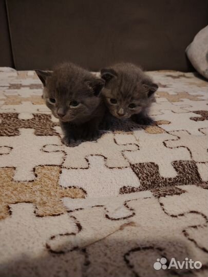 Британские котята