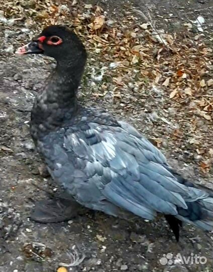 Мускусные утки