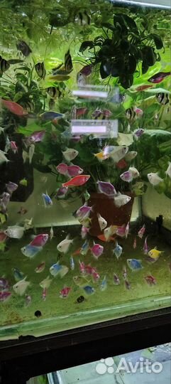 Данио собственного разведения