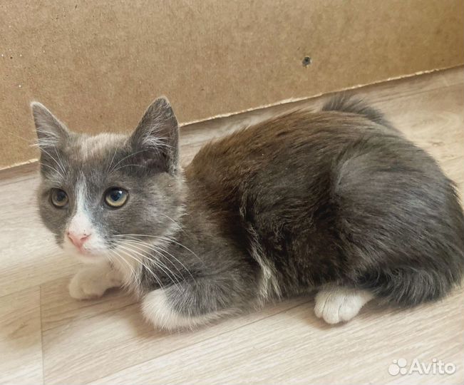 Котятам нужна помощь.Дом или передержка