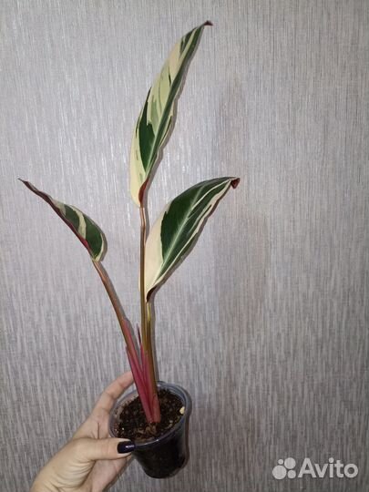 Строманта триколор