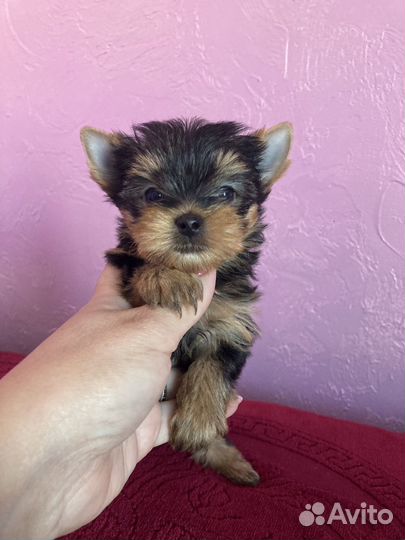 Девочка мини