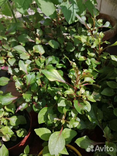 Альтернантера