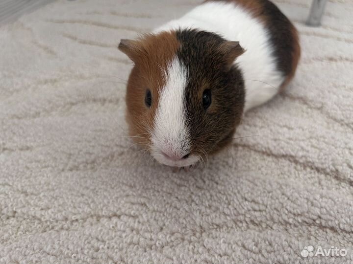 Морская свинка с клеткой