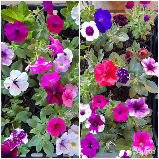 Петуния ампельная