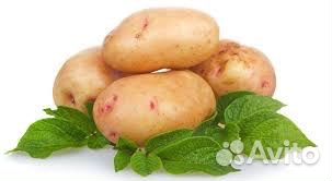 Картофель, (картошка)