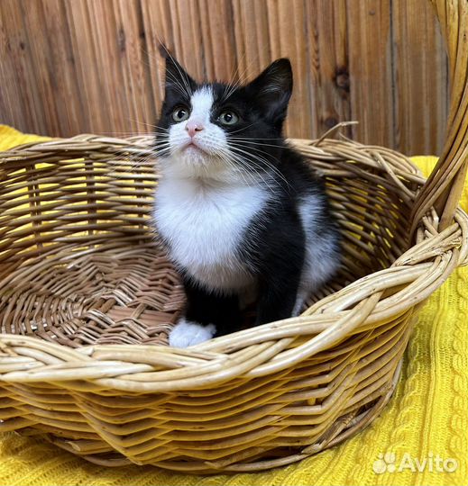 Озорной котенок ищет дом