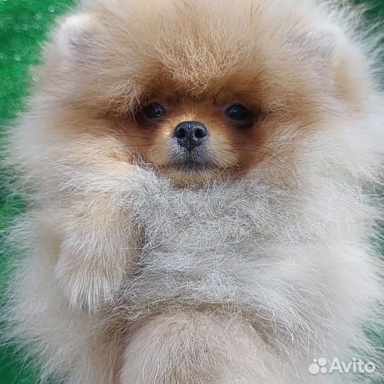 Померанский шпиц кукольная мишка