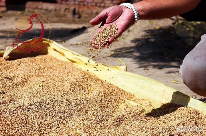 Зерно, овес, ячмень, пшеница