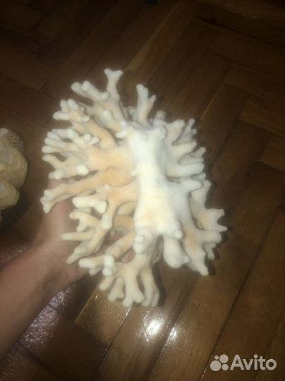 Морские ракушки раковины