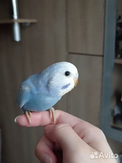 Птенцы волнистый попугай