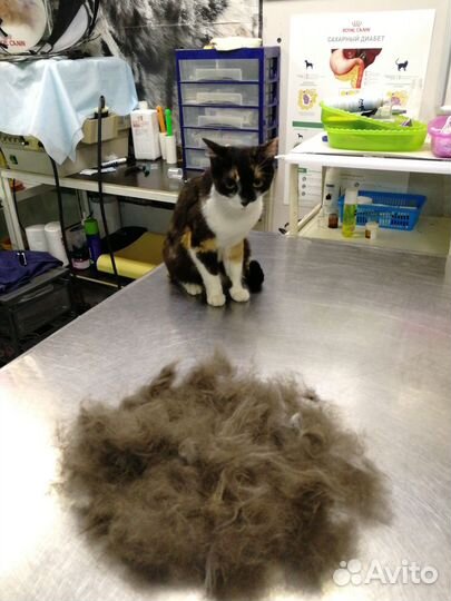 Груминг кошек и чистка зубов собакам