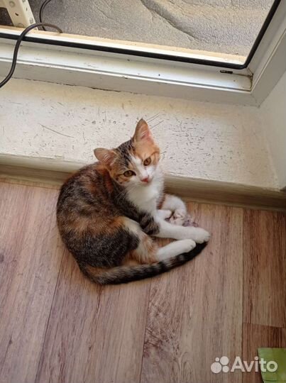 Красивый котёнок