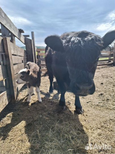 Быки бараны живым весом