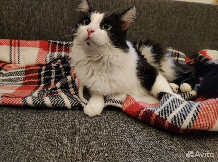 Фунтик ищет дом